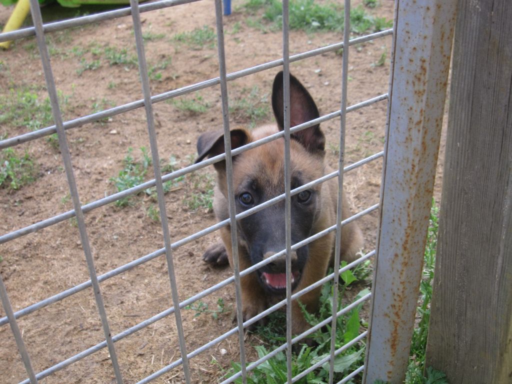 De lilo pyrrhate - Chiots disponibles - Berger Belge