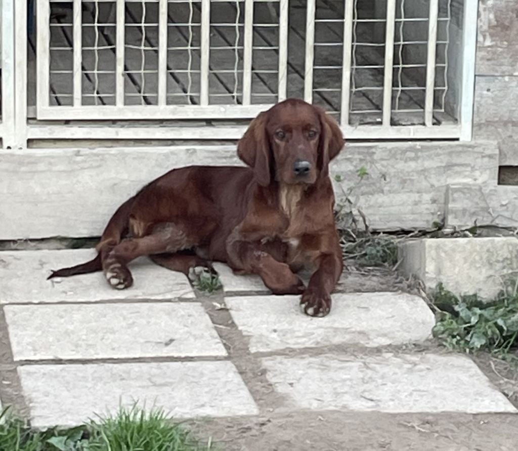 Des seraphins rouges - Chiots disponibles - Setter irlandais rouge