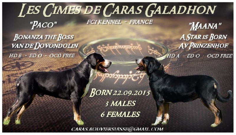 Des cimes de caras galadhon - Grand bouvier suisse - Portée née le 22/09/2015