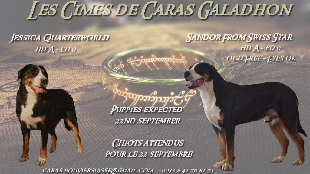 Des cimes de caras galadhon - Grand bouvier suisse - Portée née le 20/09/2016