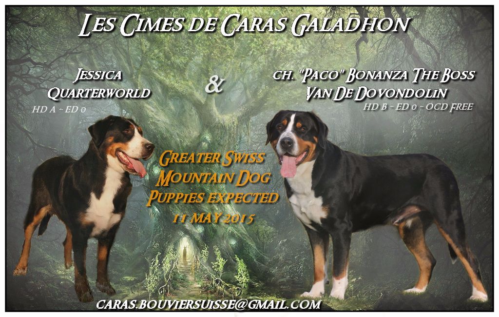 Des cimes de caras galadhon - Grand bouvier suisse - Portée née le 13/05/2015