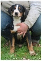 Chiot Bleu Clair (ORUS)