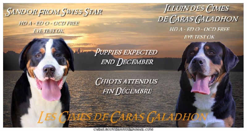 Des cimes de caras galadhon - Grand bouvier suisse - Portée née le 25/12/2015