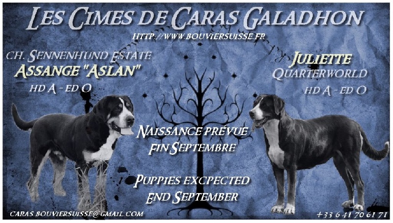 Des cimes de caras galadhon - Grand bouvier suisse - Portée née le 30/09/2015