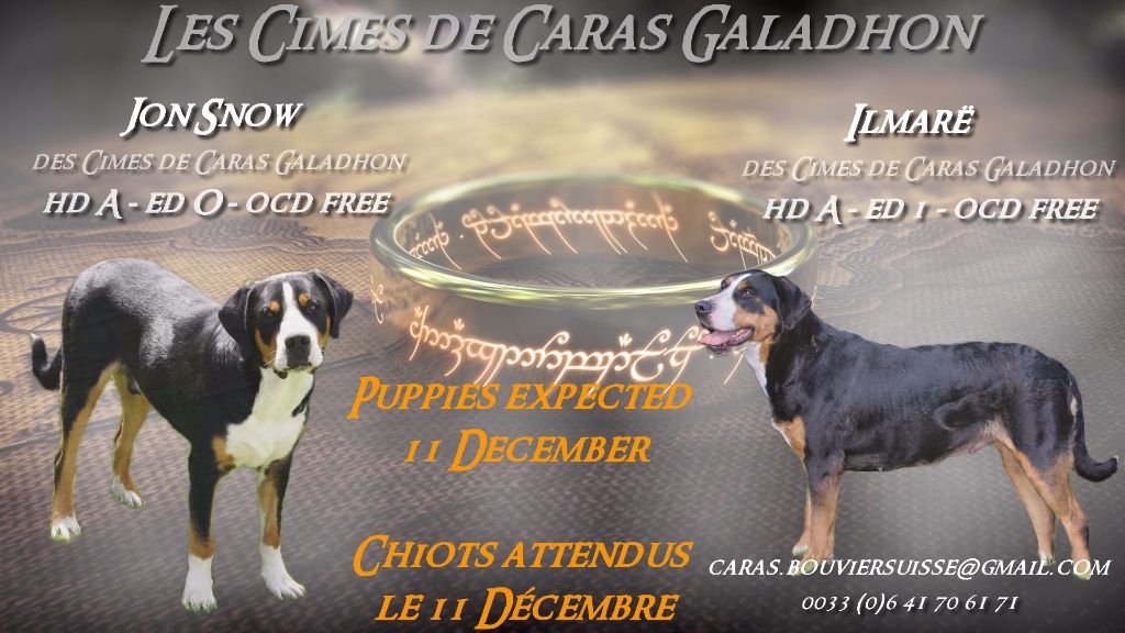 Des cimes de caras galadhon - Grand bouvier suisse - Portée née le 12/12/2016