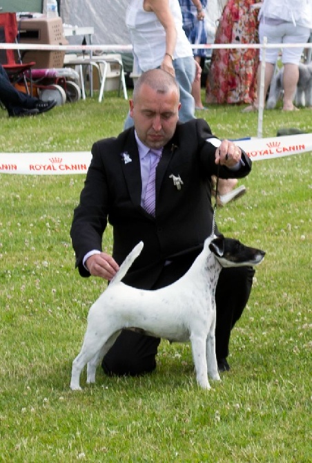 Du castel des pres - Jumpylily au CACIB De Mechelen