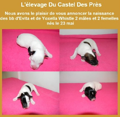 Du castel des pres - Naissance des bb d'Evita et de Yoxella Whistle