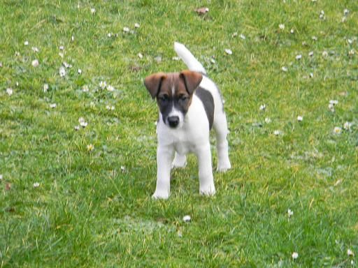 Du castel des pres - Photos des chiots d'Ebony et de Percy