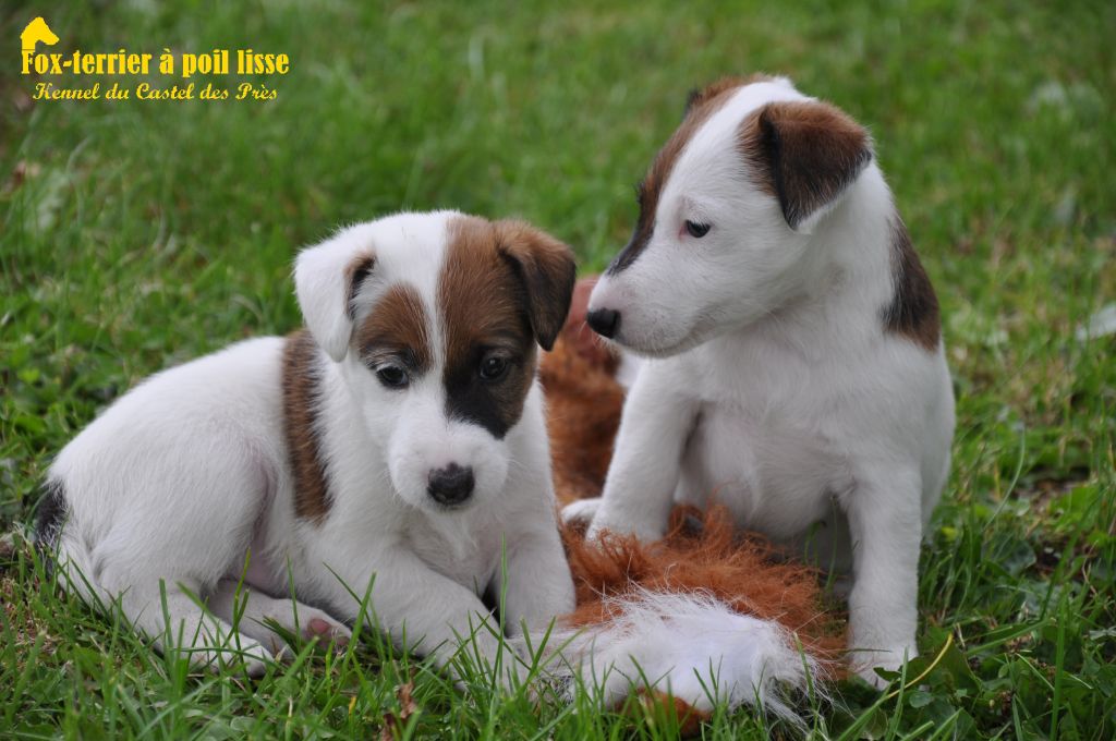 Du castel des pres - Chiots à naître vers le 22 décembre 2018