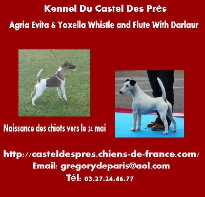 Du castel des pres - Chiots à naître vers le 24 mai 2013