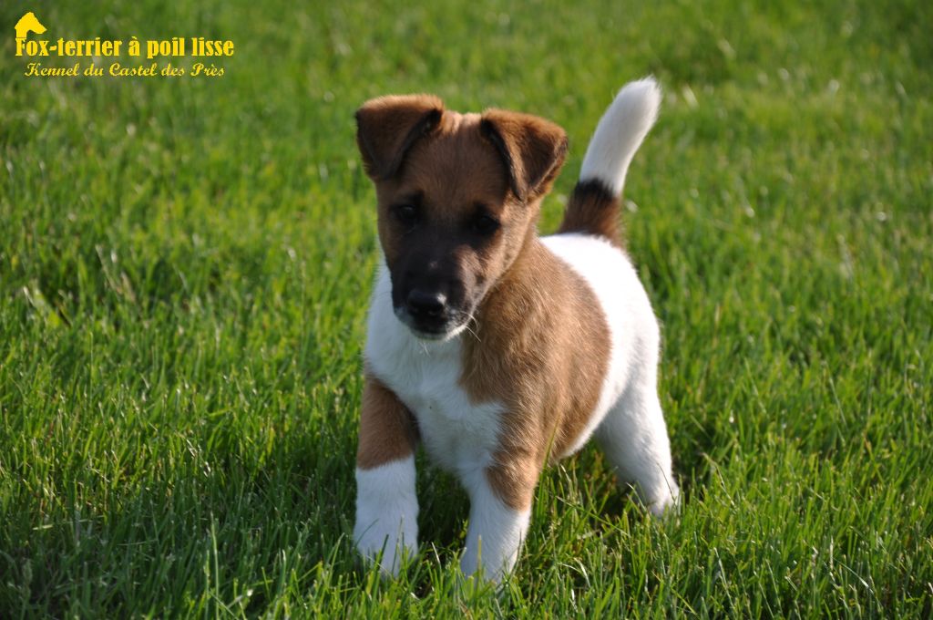 Du castel des pres - Chiots à naître vers le 20 août 2018