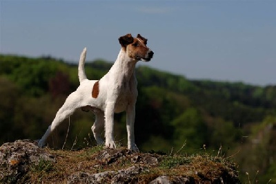 Du castel des pres - Eskimo Meilleur Reproducteur Fox-terrier à poil lisse 2012