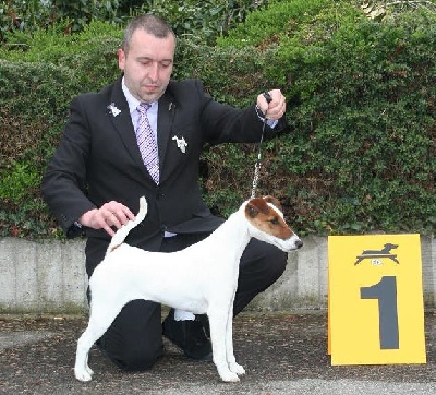 Du castel des pres - 24th Special-Terrier-Show Luxembourg