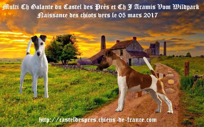 Du castel des pres - Chiots à naître vers le 05 mars 2017