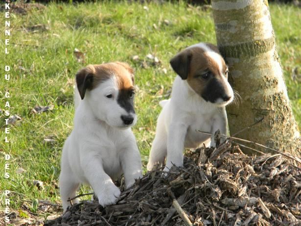 Du castel des pres - Chiots à réserver