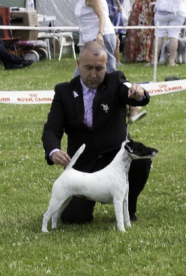 Du castel des pres - Jumpylily: BEST IN SHOW au CACS De Lillers