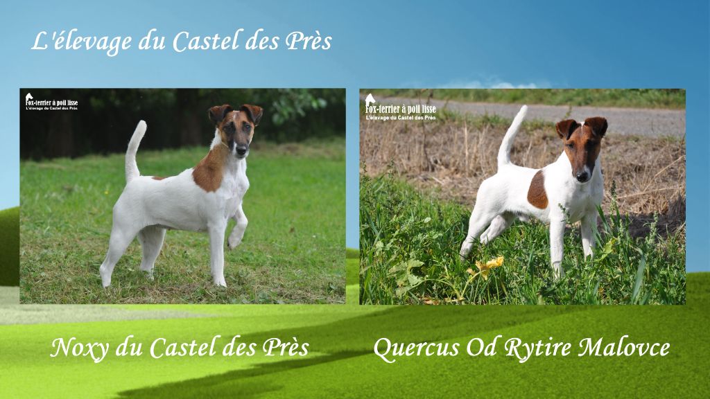 Du castel des pres - Chiots à naître vers le 14 septembre 2021