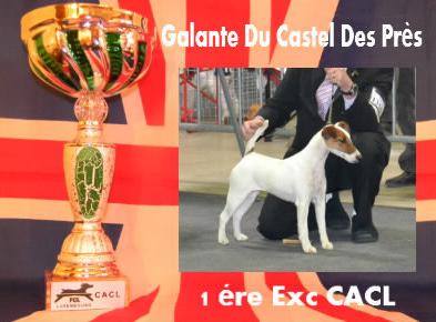 Du castel des pres - 86 th International Dog Show Luxembourg