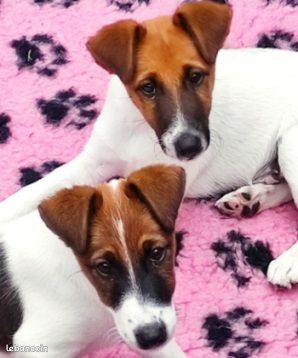 Chiots de Titi-Prince du Castel des Près et de Pearl B