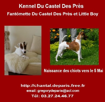 Du castel des pres - Chiots à naître vers le 5 mai 2013