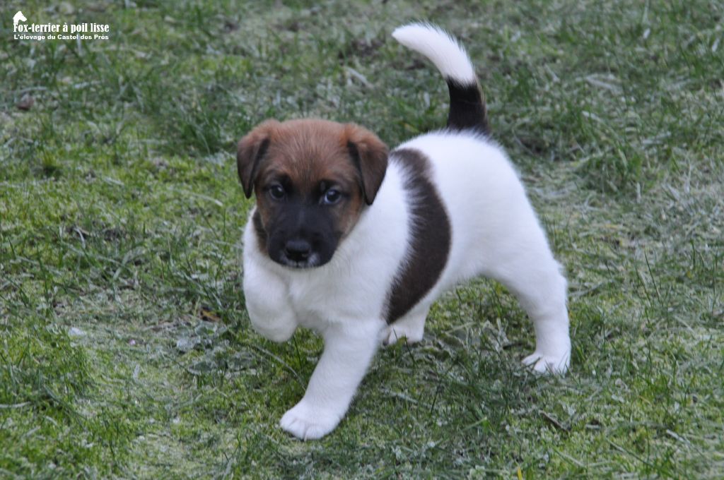 Du castel des pres - Chiots disponibles - Fox Terrier Poil lisse