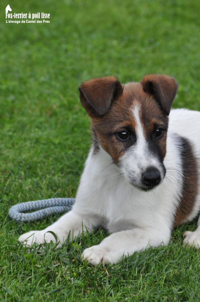 Du castel des pres - Chiots disponibles - Fox Terrier Poil lisse