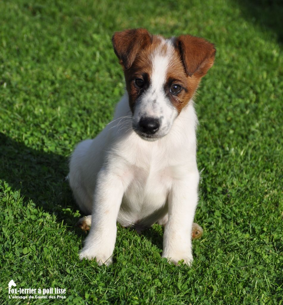 Du castel des pres - Chiots disponibles - Fox Terrier Poil lisse