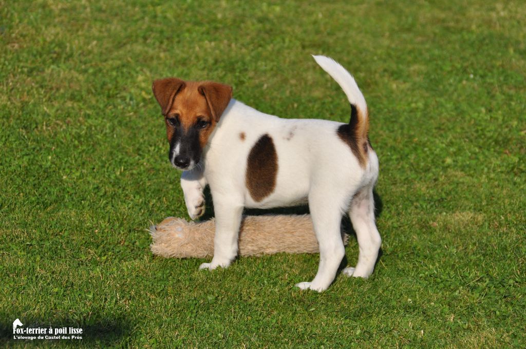 Du castel des pres - Chiots disponibles - Fox Terrier Poil lisse