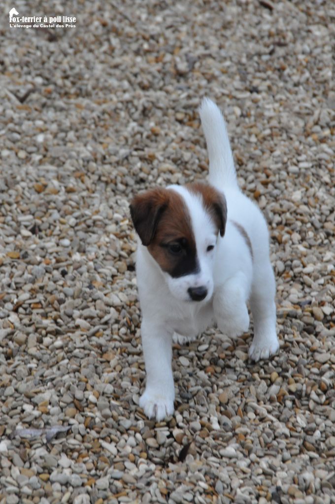 Du castel des pres - Chiots disponibles - Fox Terrier Poil lisse