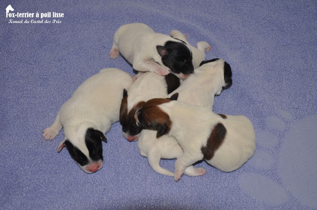 Chiot Fox Terrier Poil lisse Du castel des pres