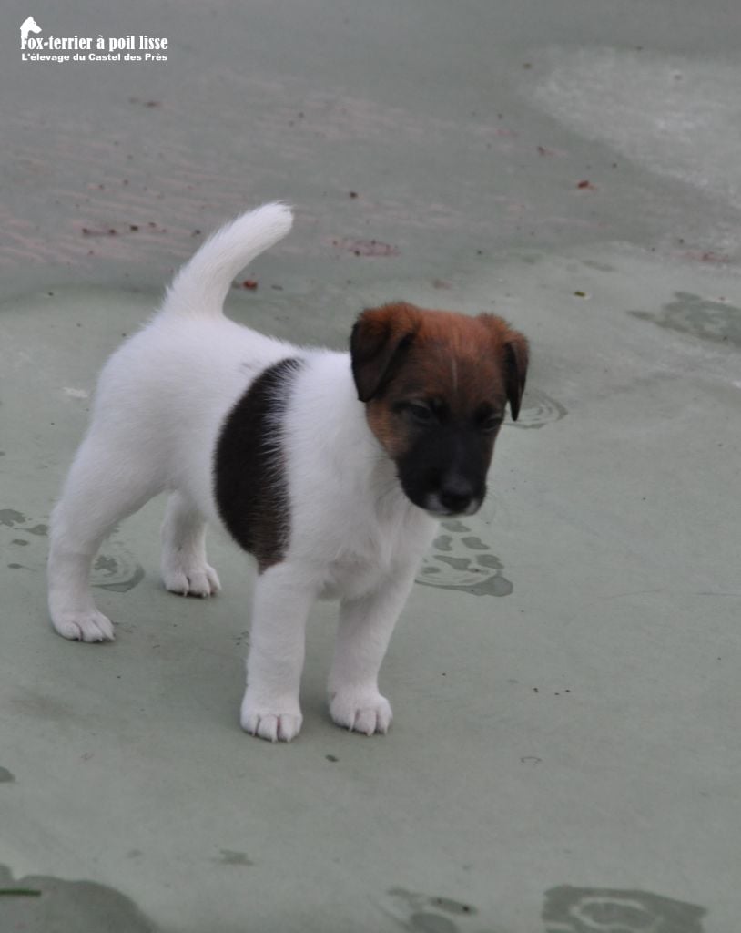 Du castel des pres - Chiots disponibles - Fox Terrier Poil lisse