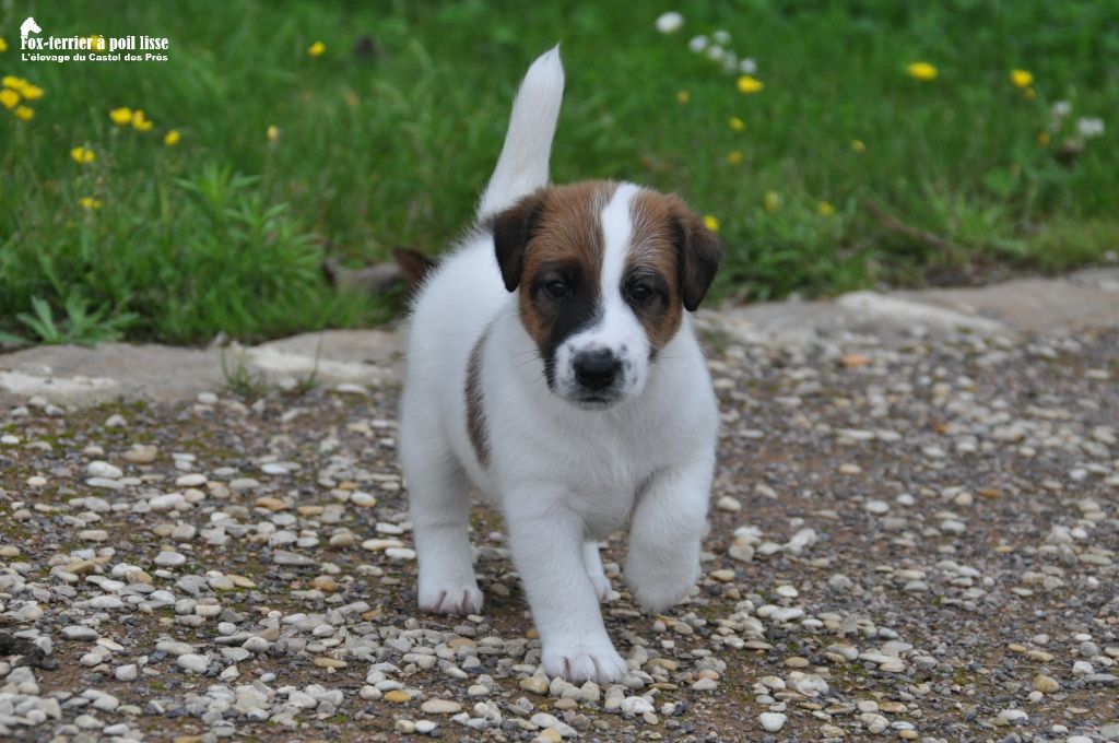 Du castel des pres - Chiots disponibles - Fox Terrier Poil lisse