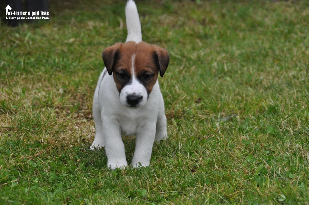 Du castel des pres - Chiots disponibles - Fox Terrier Poil lisse