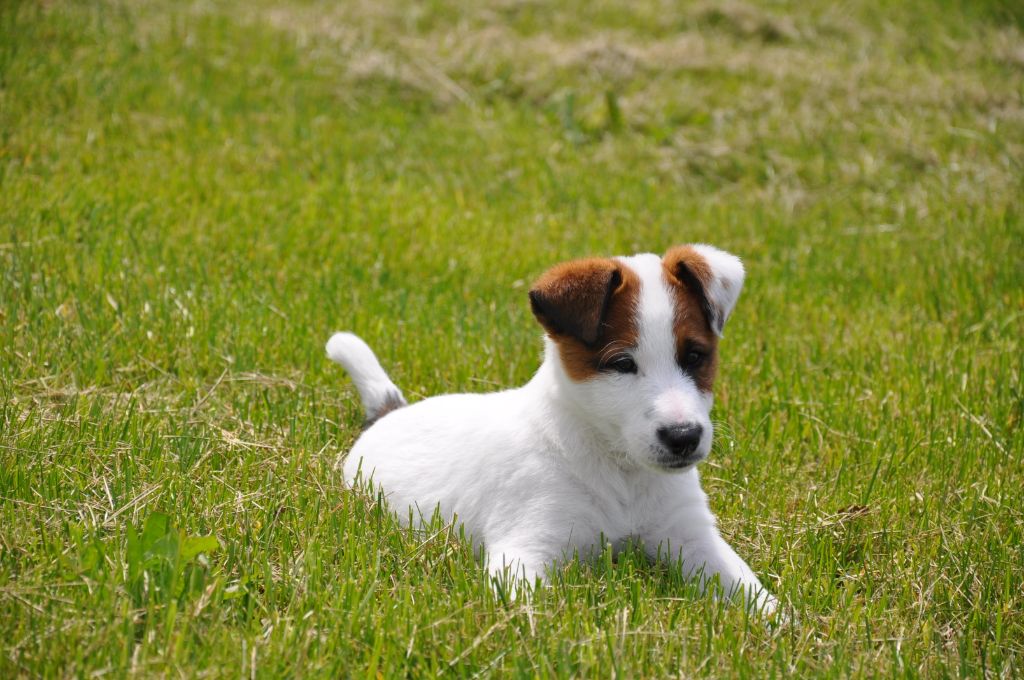 Du castel des pres - Fox Terrier Poil lisse - Portée née le 19/03/2019