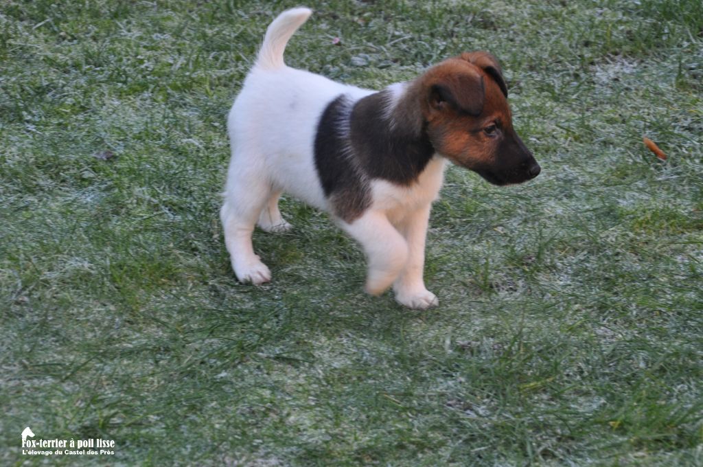 Du castel des pres - Chiots disponibles - Fox Terrier Poil lisse