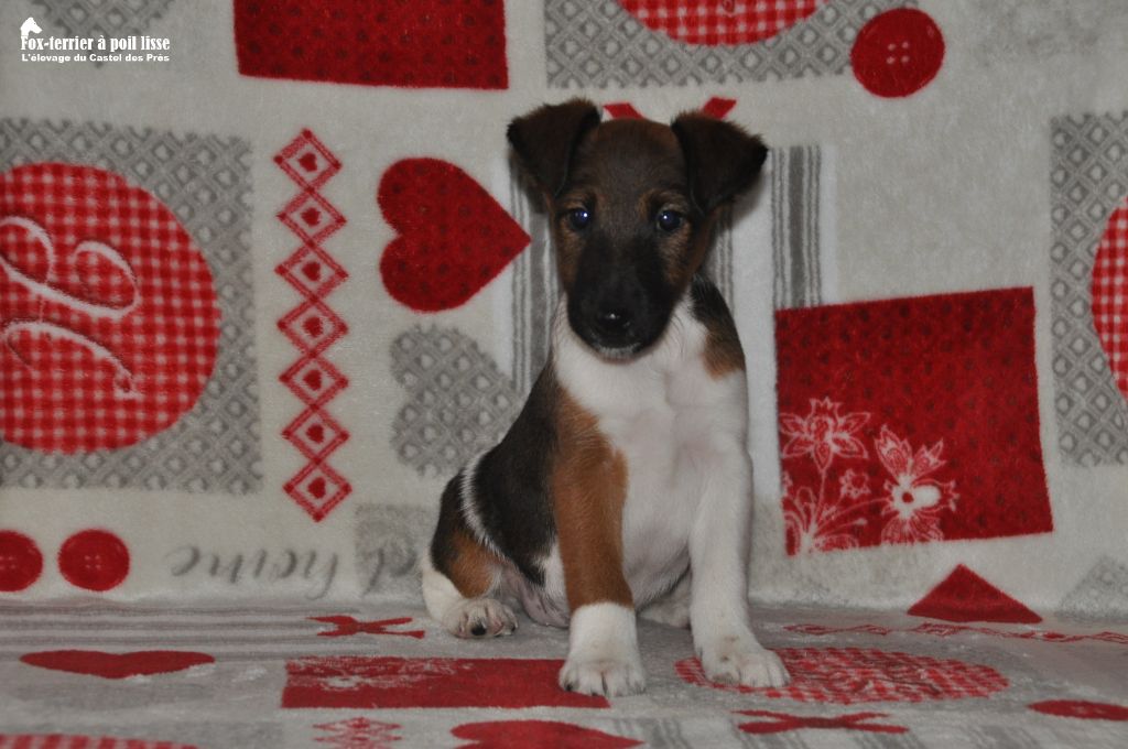 Du castel des pres - Chiots disponibles - Fox Terrier Poil lisse