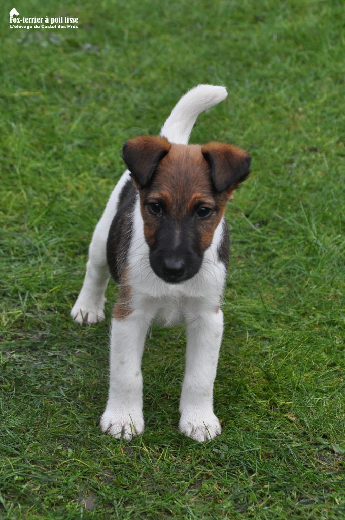 Du castel des pres - Chiots disponibles - Fox Terrier Poil lisse