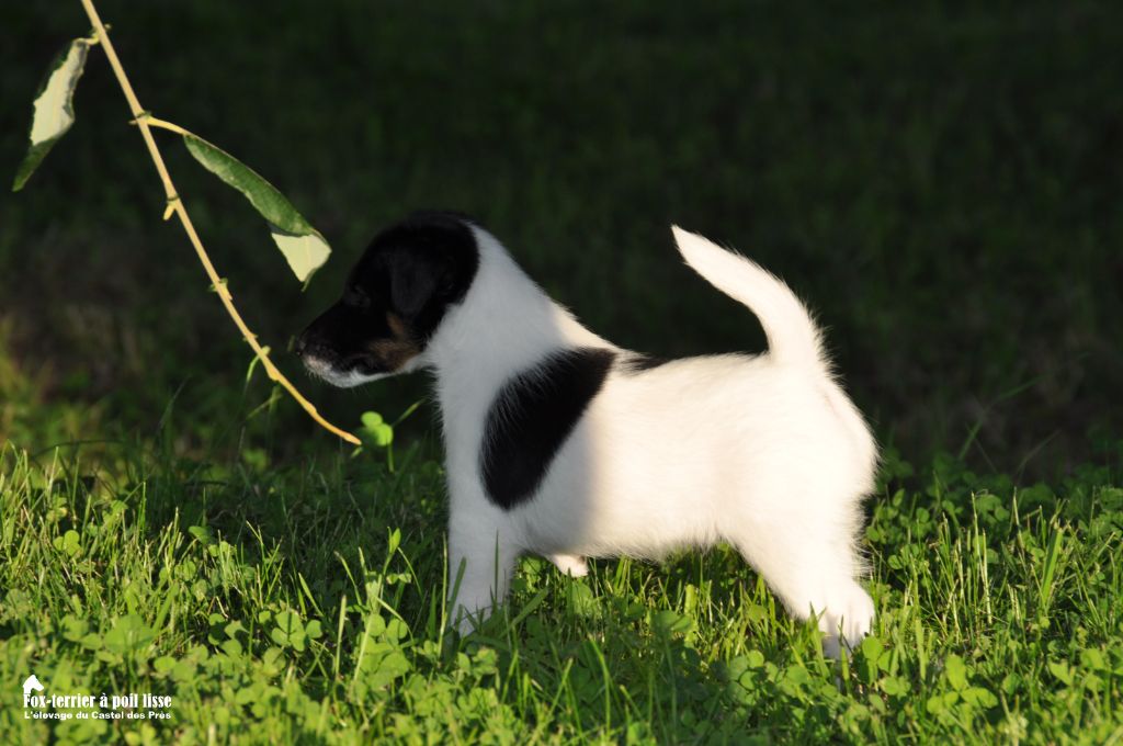 Du castel des pres - Chiots disponibles - Fox Terrier Poil lisse