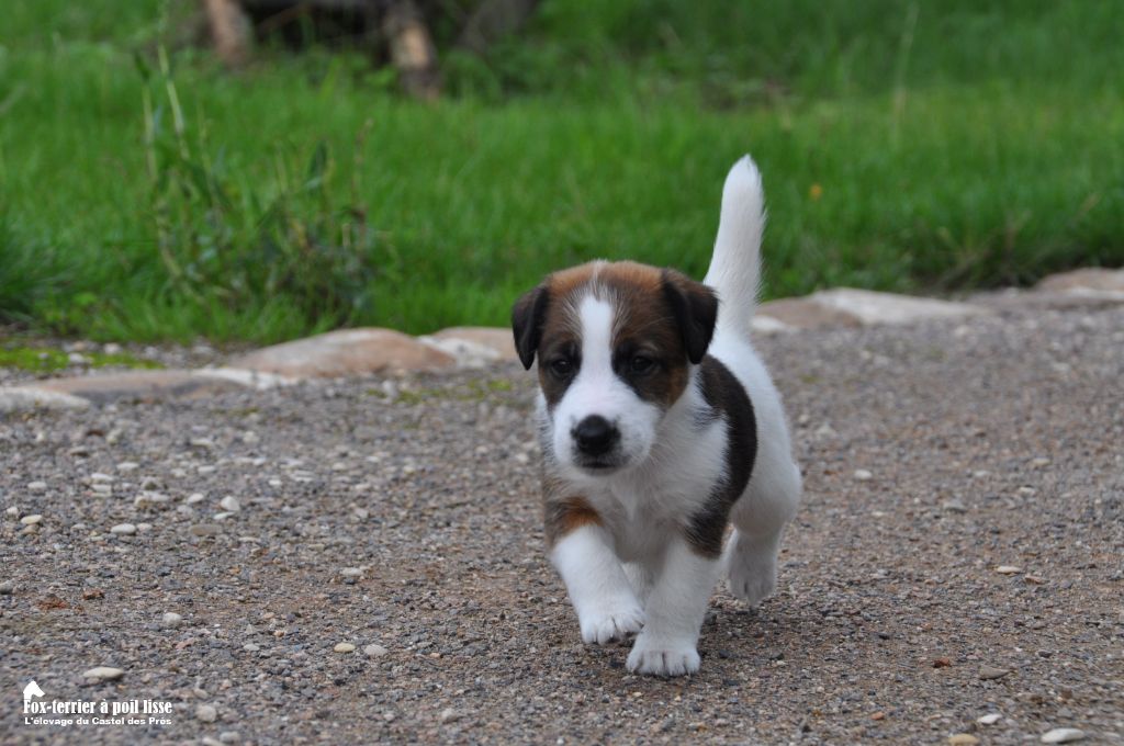 Du castel des pres - Chiots disponibles - Fox Terrier Poil lisse