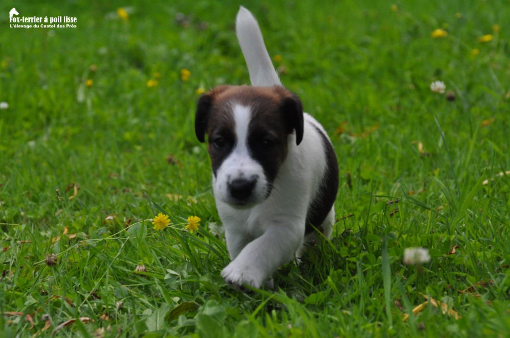 Du castel des pres - Chiots disponibles - Fox Terrier Poil lisse