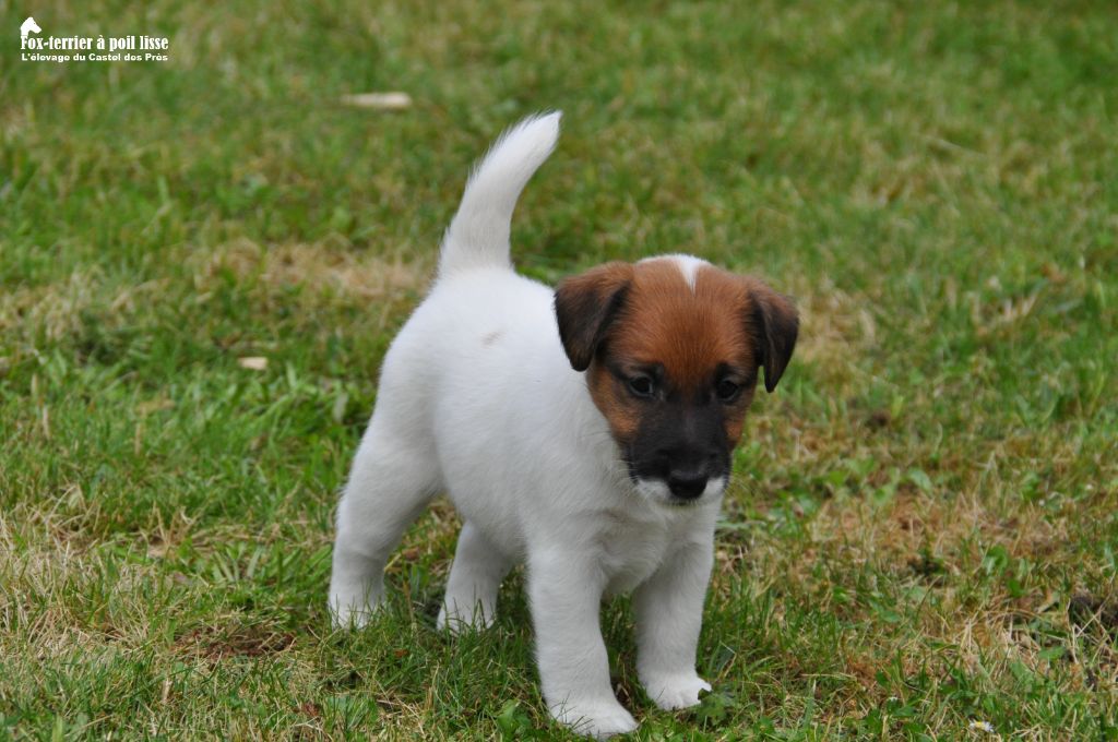 Du castel des pres - Chiots disponibles - Fox Terrier Poil lisse