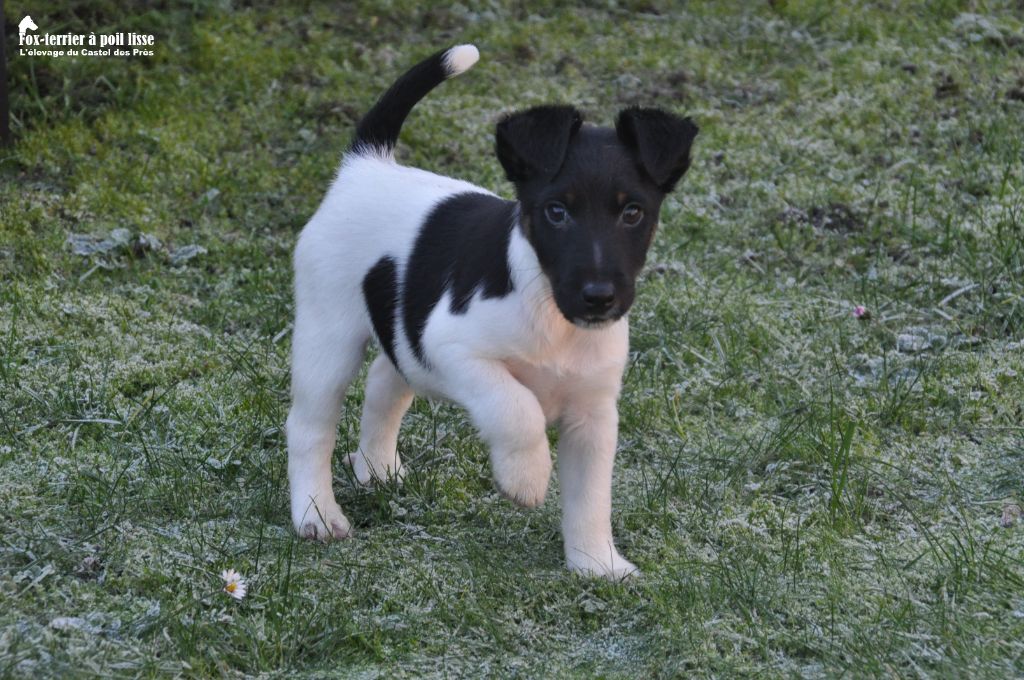 Du castel des pres - Chiots disponibles - Fox Terrier Poil lisse