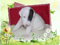 CHIOT