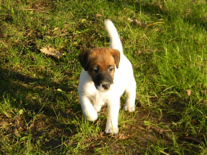 Du castel des pres - Fox Terrier Poil lisse - Portée née le 30/10/2015