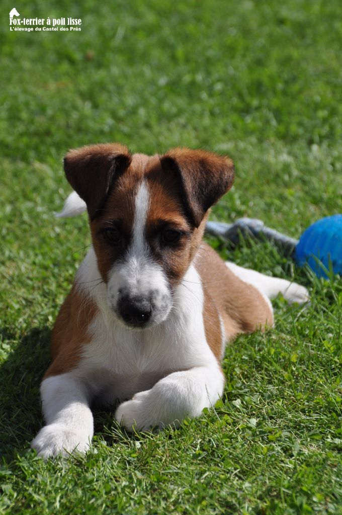 Du castel des pres - Chiots disponibles - Fox Terrier Poil lisse