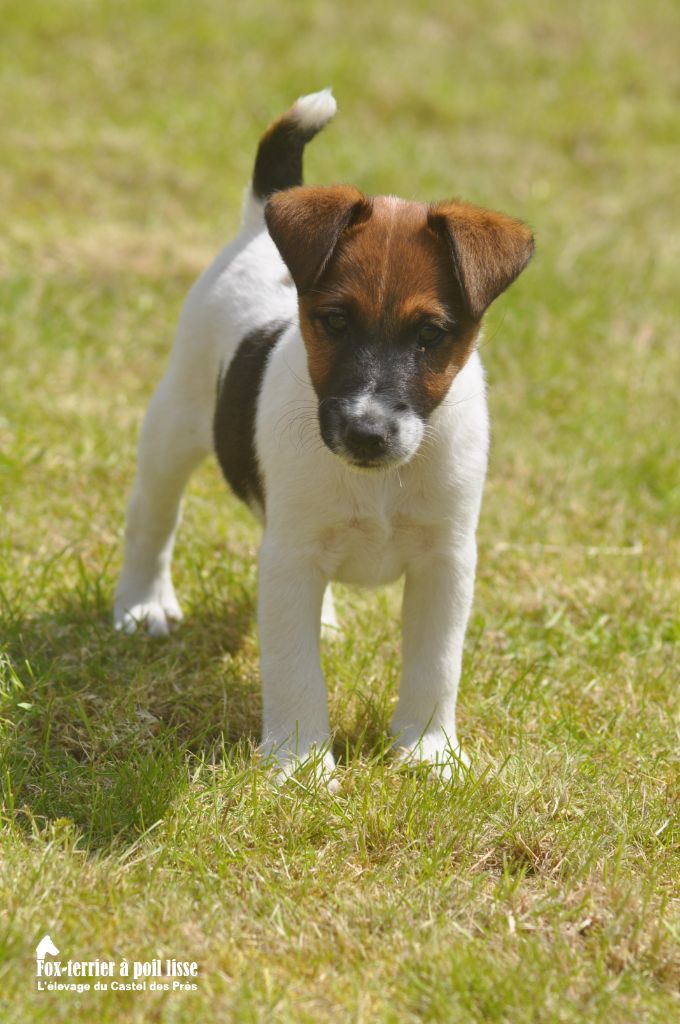 Du castel des pres - Fox Terrier Poil lisse - Portée née le 25/03/2023