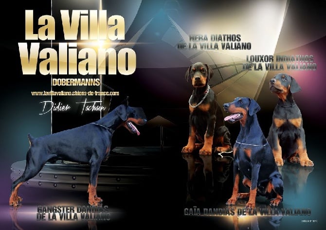 La Villa Valiano à l'honneur / The Villa Valiano Kennel honored