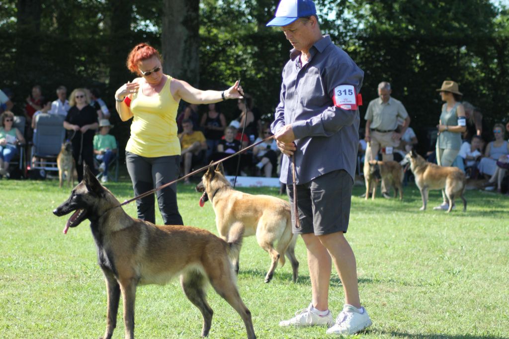 maski du van lappeenranta - Future portée Malinois 2023