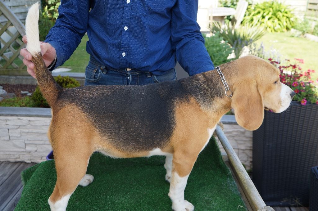 de l'écho du prieuré - vend femelle beagle