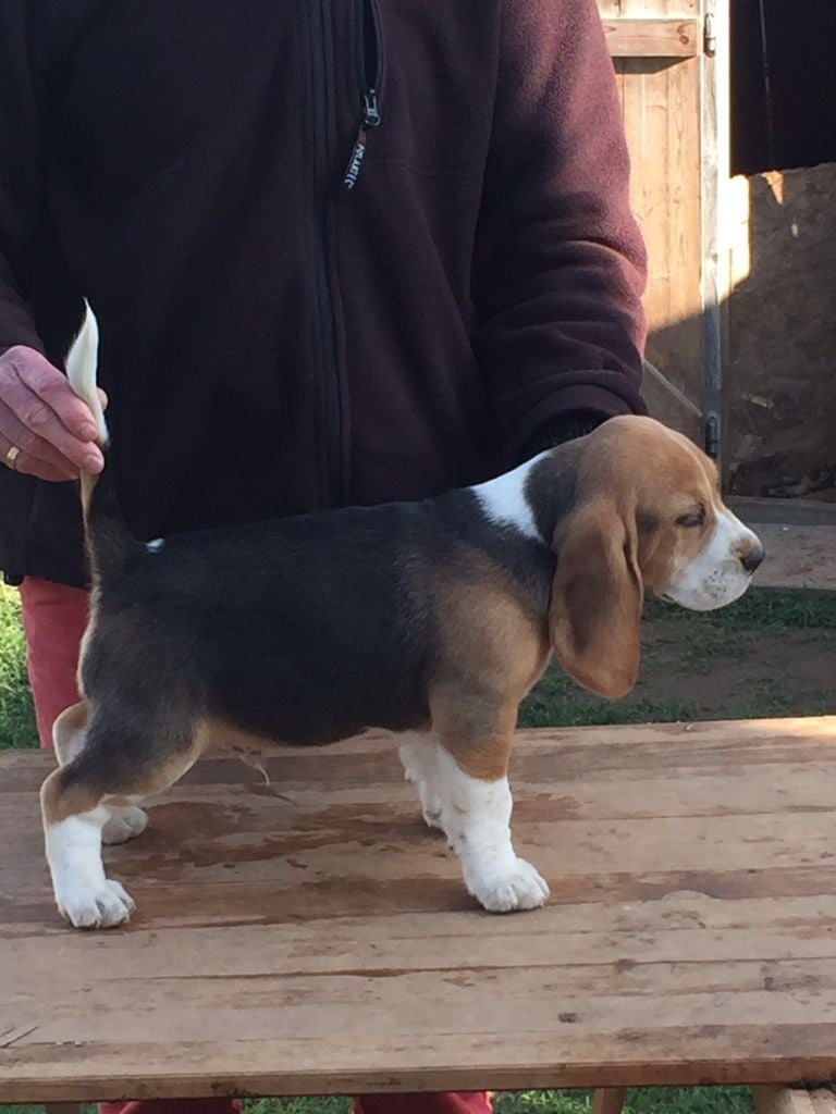 de l'écho du prieuré - Chiots disponibles - Beagle